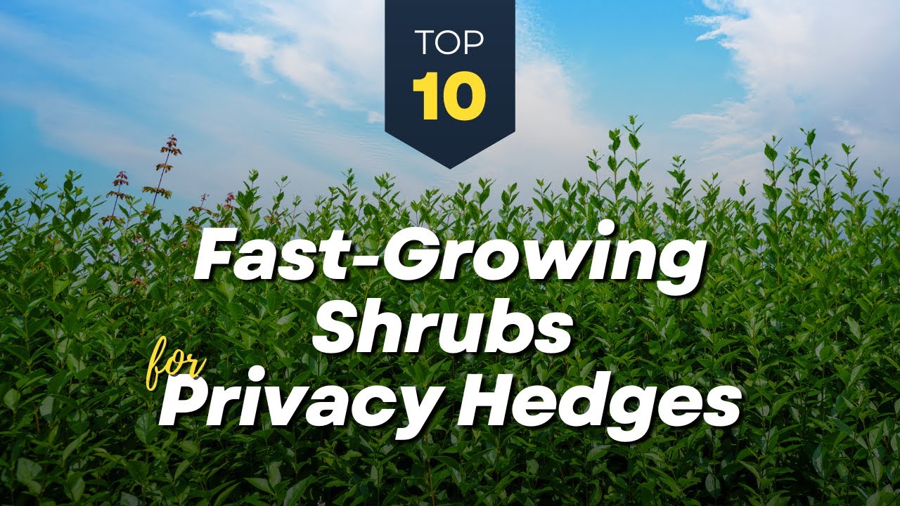 TOP 10 Fast Growing Shrubs for Privacy Hedges 🌱🌳🌿 Garden Fence - YouTube