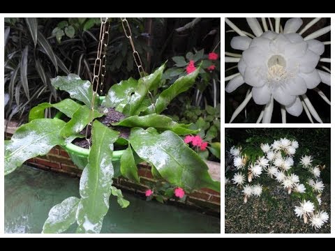 Planta Cacto Suculenta Dama Da Noite Com Vaso E Suporte