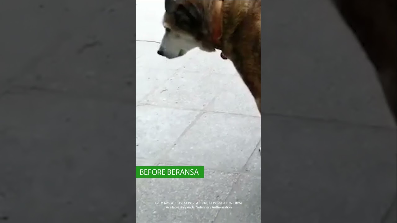 Shiva's Beransa experience  