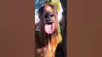 الفيديو الأصلي للمعزة التي تقول بلع بلع بلع 