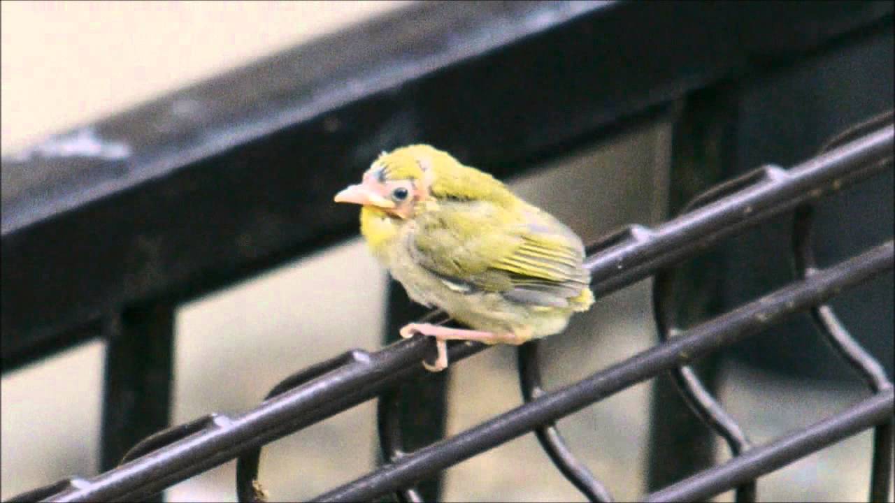 メジロの雛の鳴き声について メジロのことが知りたい メジロの雛の鳴き声について メジロのことが知りたい