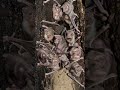 Common Vampire Bat #animalfacts #wildlife #vampire #vampirebat #bats #commonvampirebat #animals