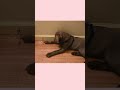Gracie vs Doorstopper #puppy #funnypuppy #labradorpuppy #silverlab