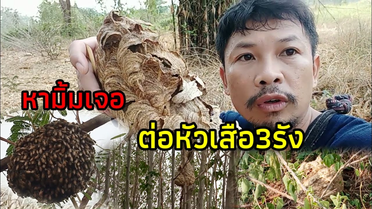 หามิ้มตอนฝนตก แต่เจอต่อหัวเสือหลายรัง/หนุ่มบ้านโนน