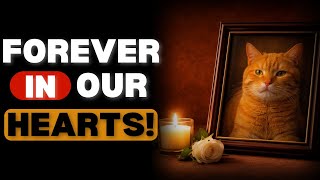 If You’ve Ever Lost a Cat, This Video Is for You. screenshot 1