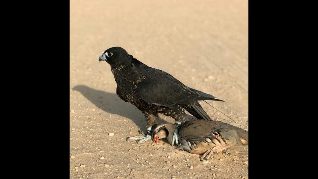 الطرق السليمه لصناعة مستلزمات صيد الصقور