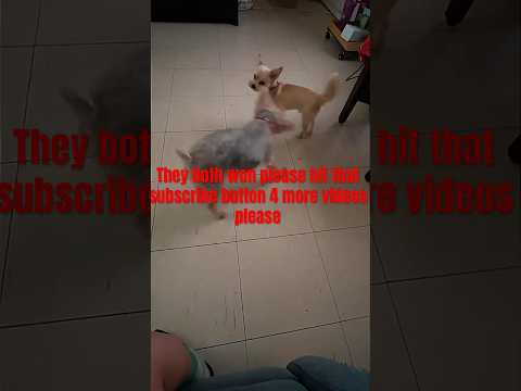 Fight is back 😃♥️😊😁🐾🐶😂😅 #pleasesubscribemychannel #dogfight #yorkshire