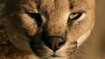 How do cats always land on their feet? - Life in the Air: Episode 1 Preview - BBC