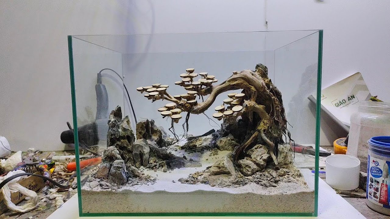 Full quá trình setup layout bể cá | phong cách bonsai 40x30x30 - YouTube