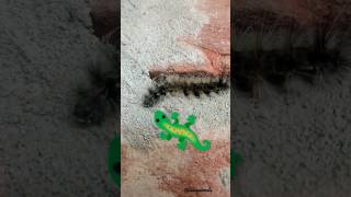 Lizard Vs Caterpillar