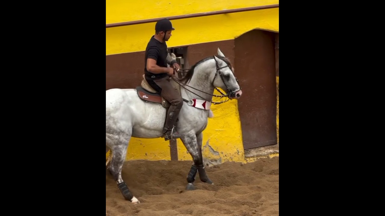 BROCOIÓ JUNIOR NOVA MONTARIA