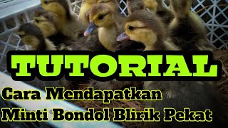 CARA MENDAPATKAN MINTI BONDOL KAJI BAGUS BERKUALITAS