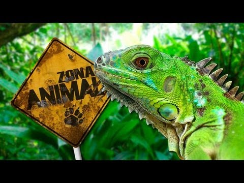 Video: ¿Dónde viven las iguanas?