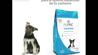Nupec Cachorro