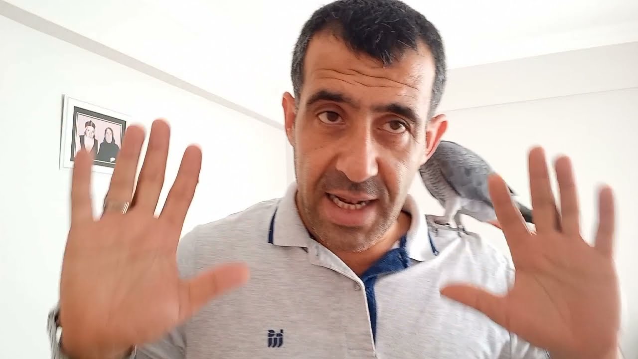 Jako papağan büyütme besleme palet yem yedirme