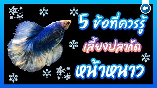 5 ข้อที่ควรรู้ในการเลี้ยงปลากัดหน้าหนาว