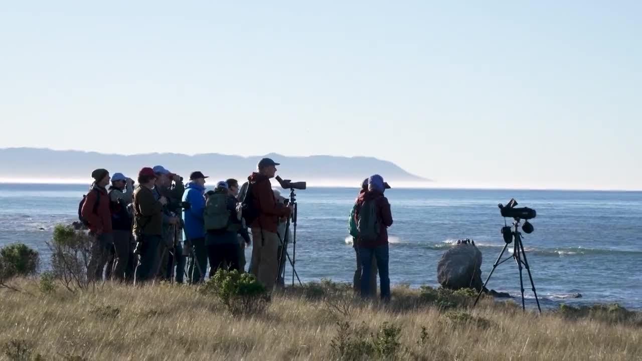 Morro Bay Bird Festival kicks off, bringing in visitors from across the country