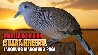 Perkutut Lokal Gacor Raja Pikat Ahlinya Bikin Semua Burung Perkutut Gacor Nyaut L02
