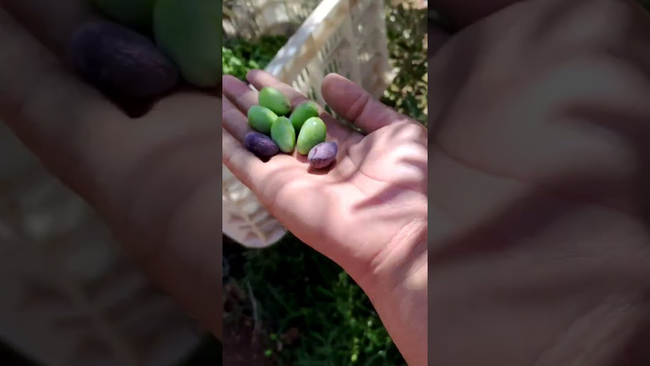 تأطير عملية الجني بإقليم اليوسفية جماعة الخوالقة دوار ولاد احمدبشراكة مع برنامج  المثمر لخدمات القرب