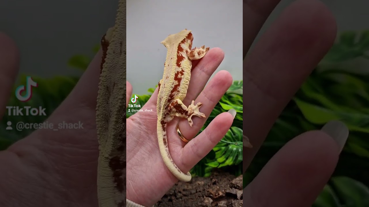 Jasper- hypo red lilly crested gecko