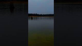 Secrets of the Serene: Unveiling the Allure of this wild lake. #lake #lakeside #serene