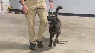 An exclusive look at how K-9 officers are trained to sniff out danger