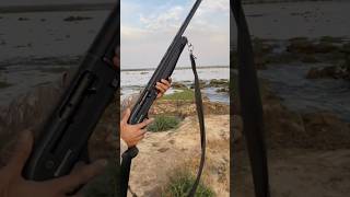 Download Lagu Shotgun #weapon #shotgun #30bore #12Gauge #duckhuntinge #hunting #miltiq #gunt MP3