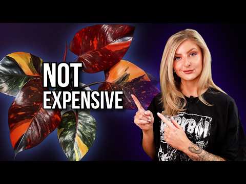 Plants That Look Expensive (but Aren’t)