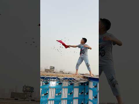 صياد الحمام الصغير