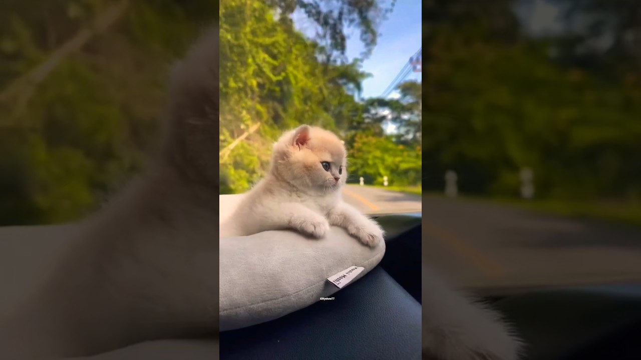 Слишком крошечный, слишком милый 🥹💫 