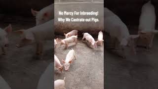 Smart management = better profits + healthier animals!#LivestockFarming #PigFarm#smartfarming