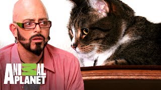 ¡Pelea de gatos termina con sangre!  | Mi gato endemoniado | Animal Planet