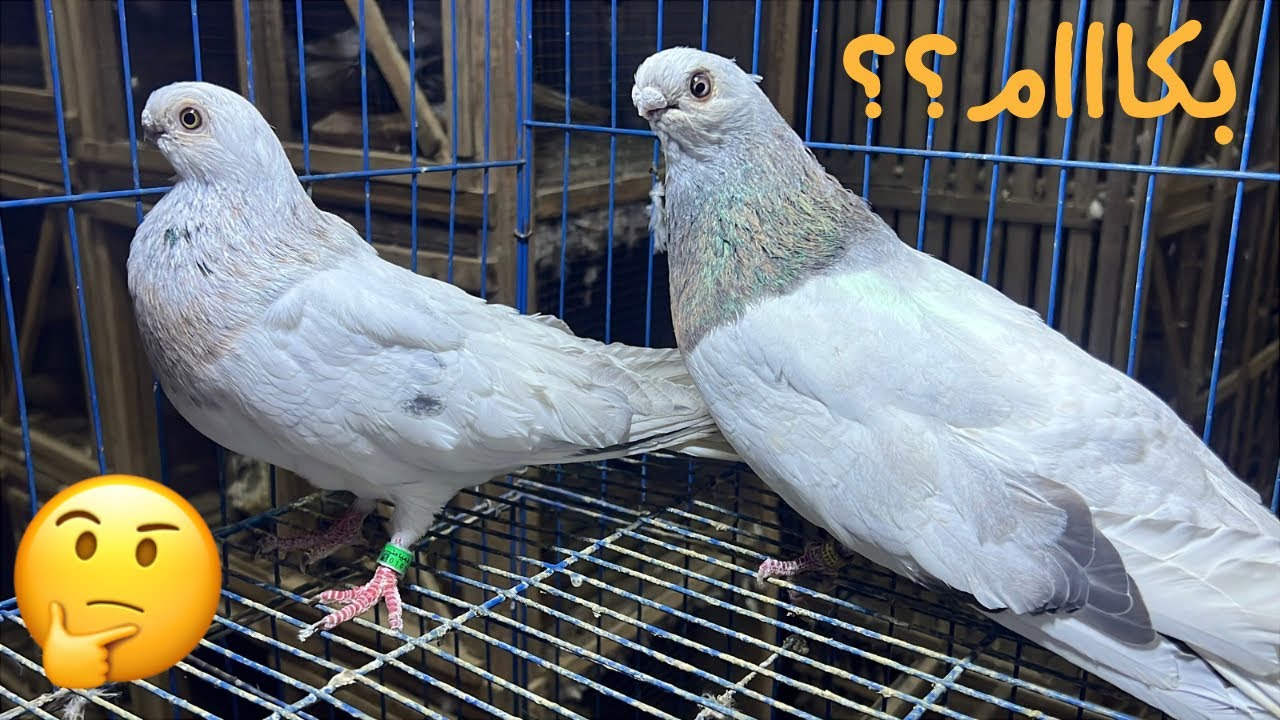 غيه حمام للبيع كل أنواع الحمام 🕊️