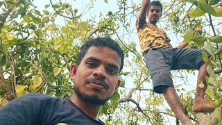 গ্রীষ্মের দুপুরে বেল পারার ধুম 😂 Tanmay Ghosh TG ❤️