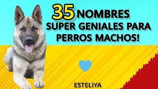 35 ESPECTACULARES NOMBRES PARA PERROS MACHOS!