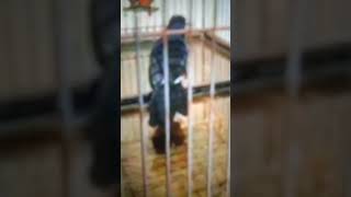 Download Lagu Pentet gacor isian guru vokal murai batu Avatar MP3