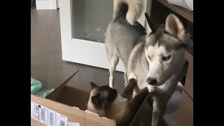Ragdoll cat attacks husky dog! Funny by Rex and Sky In the City 1,472 views 3 years ago 1 minute, 13 seconds