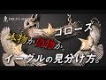 [goro’s]本物のイーグルと偽物の違い。ゴローズ委託店日本一の社長が見分け方を語る。-DELTAone #09-