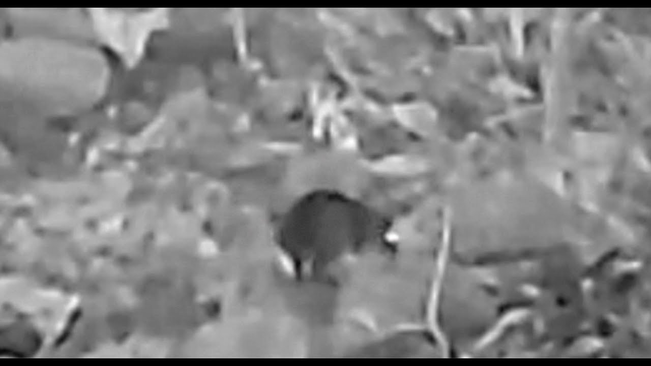 Mammal (Sumatran Rabbit?)