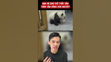 Cách thật sự 1 con gấu trúc tấn công? | khanhtrungsi