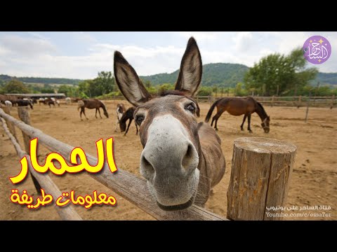 فيديو: ما هو اسم حمار خوان فالديز؟