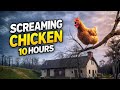 Screaming Chicken On Tree 10 Hours