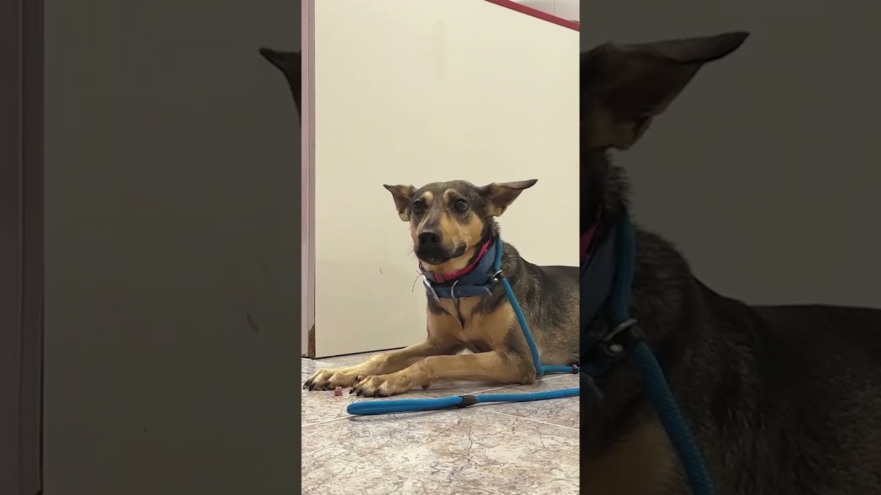 Perrita encadenada a la pared espera en vano el regreso de su amo…