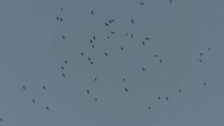 Little Swift. 02 03 26 S Shiv Ngr A 1