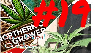Flowering Sour Diesel Outdoor Grown Plant #organic #garden #nutients