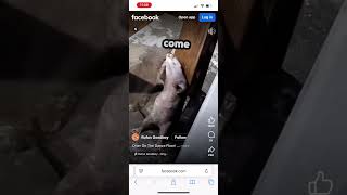 Im Dancing Like An Otter