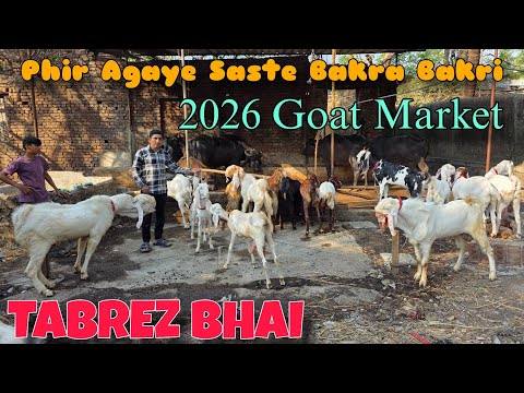 Phir Agaye Saste Bakra Bakri At TABREZ BHAI | 2026 Goat Market Qurbani In Bhiwandi 