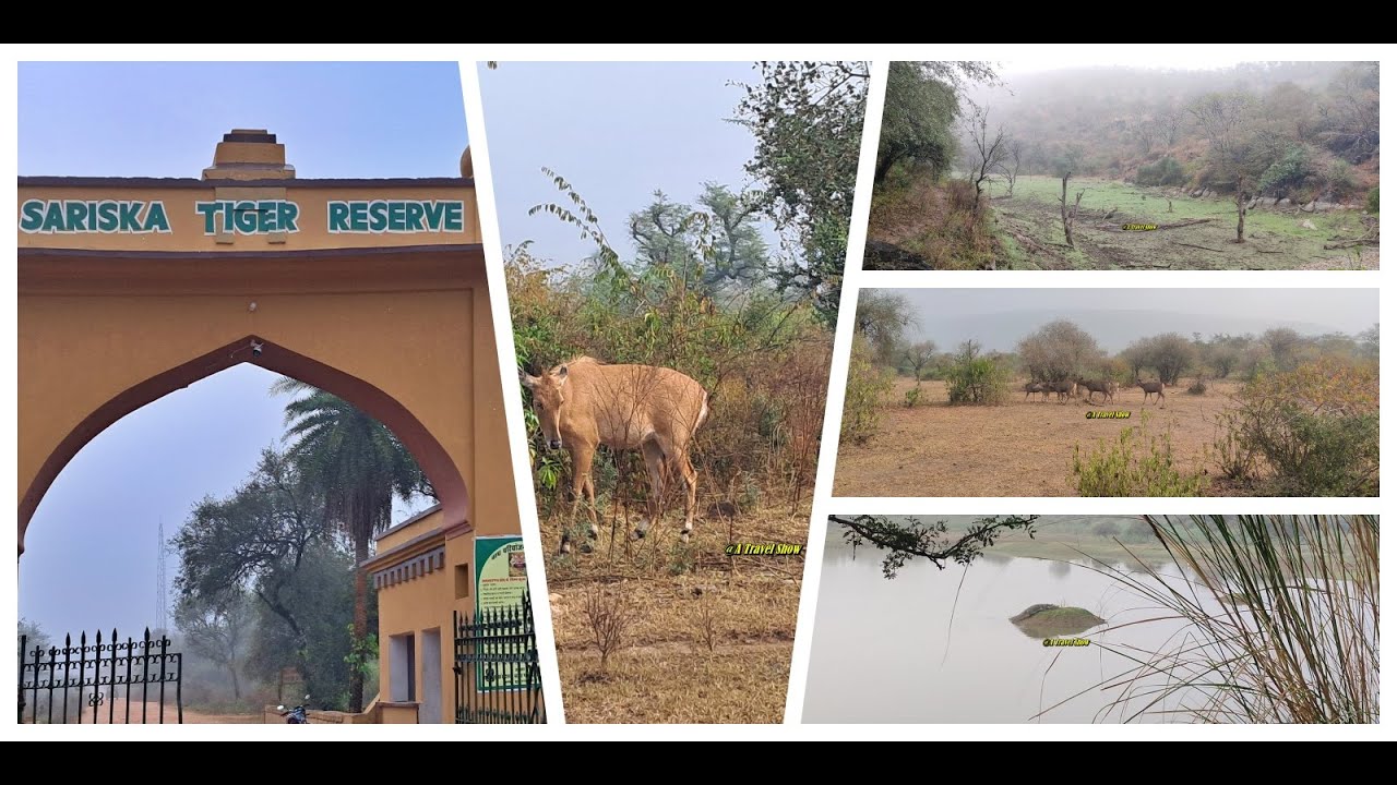 sariska-sanctuary-wildlife-part-3-complete-wildlife-safari-tour