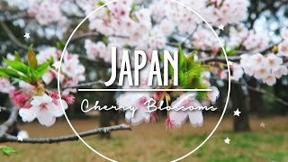 Cherry Blossom Season
HD is your choice ^-^
Yo! Long time no see! I really hated the quality of this footage bc my camera sucks at taking good footage during daytime and if i move the camera to much it becomes grainy. Definately gonna try to invest in a better one soon. Or idk it may be my transfering device or the SD card.
BUT anyways! Basically they dont lie about the cherry blossoms only being in bloom for like 2 weeks! Barely had any time to see them. ;w; They are so beautiful tho! I wished they stayed longer :/
Im down with a fever so im editing another vid so hopefully that will be out this week too!
Thanks for those who keep following me on my rants and adventures! Cherry Blossom Season