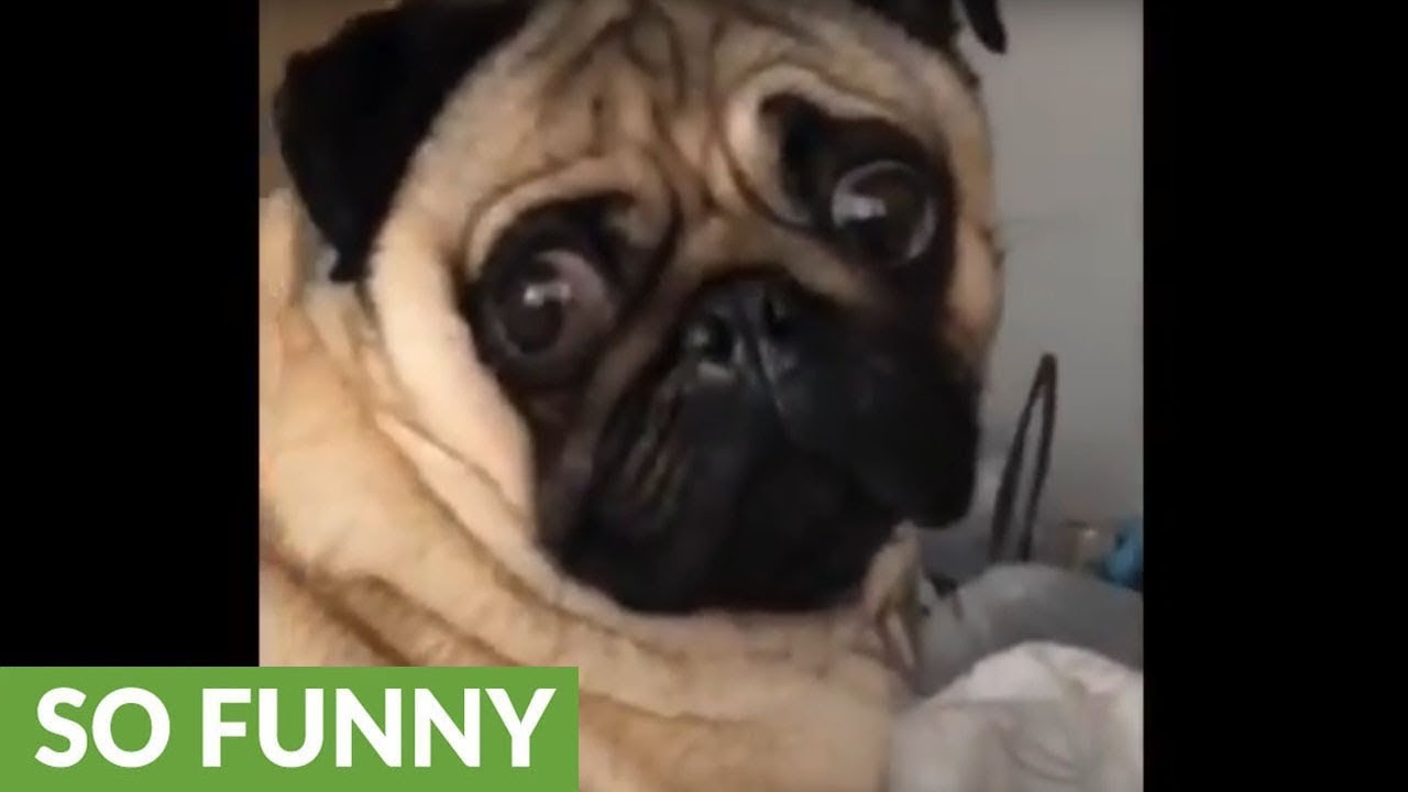 Dramatic pug delivers epic face for the camera - YouTube